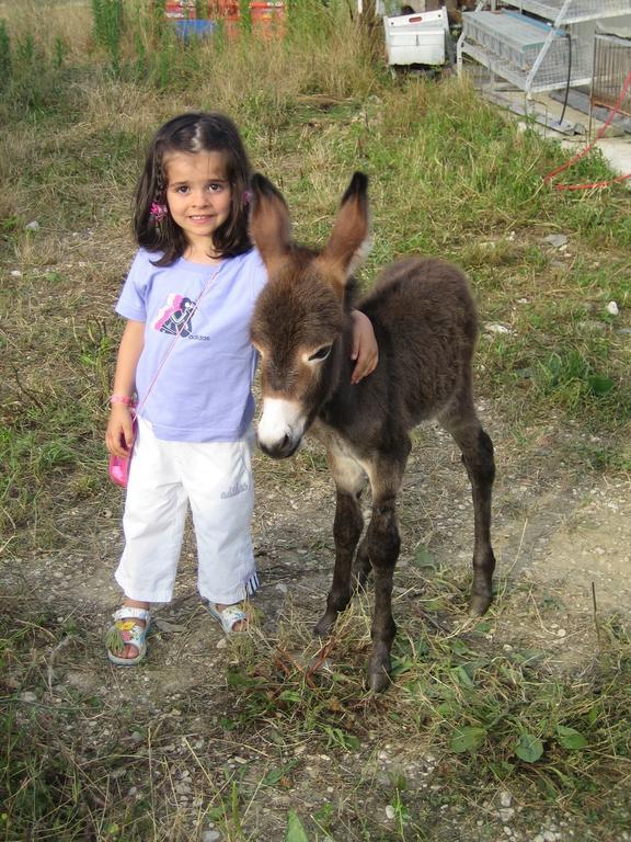Agriturismo Il Casale Morrovalle Dış mekan fotoğraf